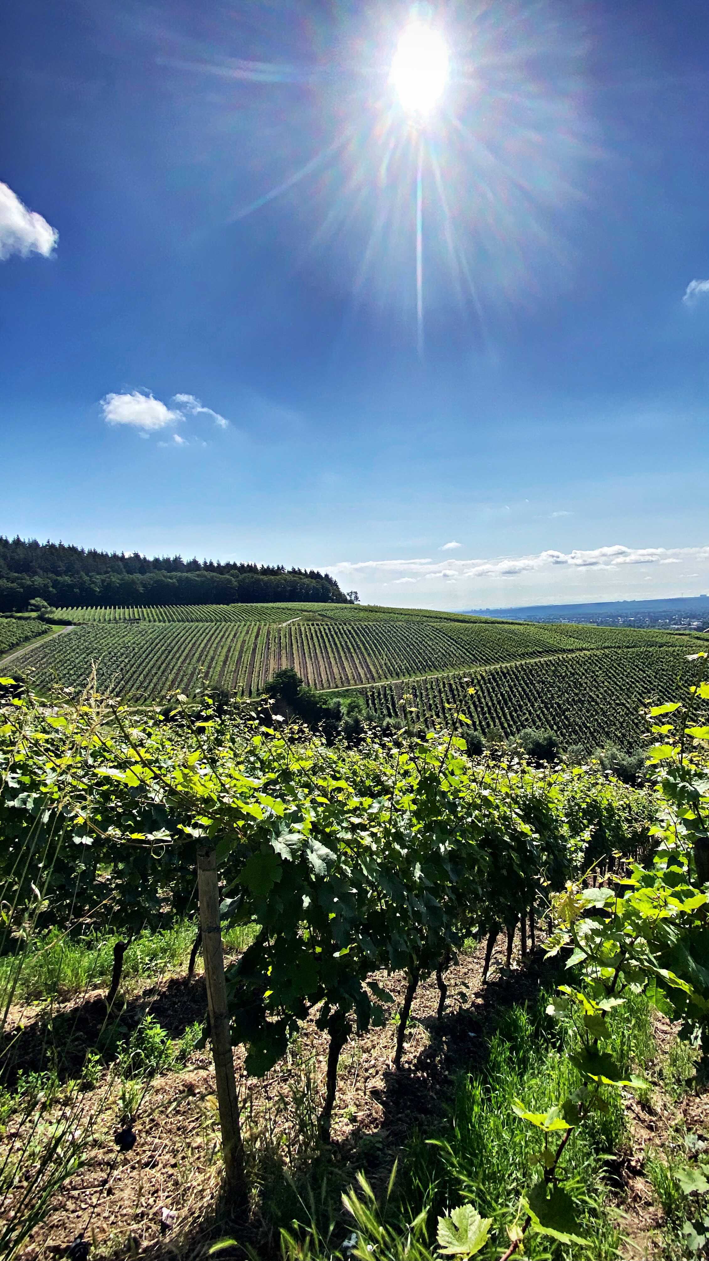 It’s always sunny in the Rheingau
Wine Region of Germany
Enjoy these grape views!
#vineyardviews #vineyard #winedestinations #wineregions #winetravel #ontour #winetravel #winetours #gothere #germany #grapeescapes #riesling