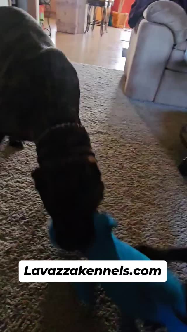 #canecorso #canecorsoofinstagram #canecorsofans #canecorsolife #canecorsolover #canecorsopuppy #canecorsoloversofinstagram #canecorsoitaliano #canecorsokennel #availablepuppies #canecorsopuppies #dogsofinstagram #rehoming #doglife #akcgrandchampion #dogoftheday #doggo #doggram #doggyeyes #cuteanimals #cutedogs #dogloversofinstagram #dogkennel #dogbreeder #akcshowdog #akcchampion #AKCshow #AKC