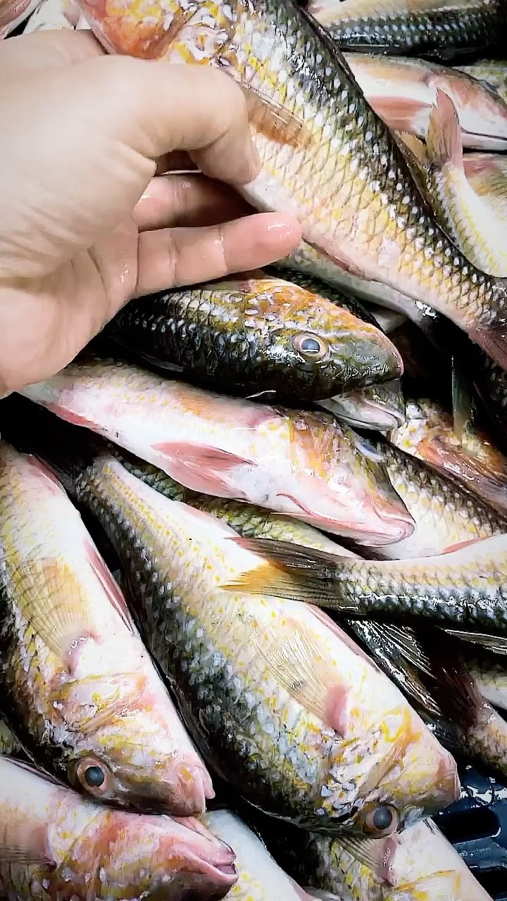 Chivito, camotillo, salmonete, rouget.💦💦🐠💦💦
#salmonete #fish #fresh #fresco #pescasostenible #pescaresponsable #pacificocean #fit #blessed #catchoftheday #rouget