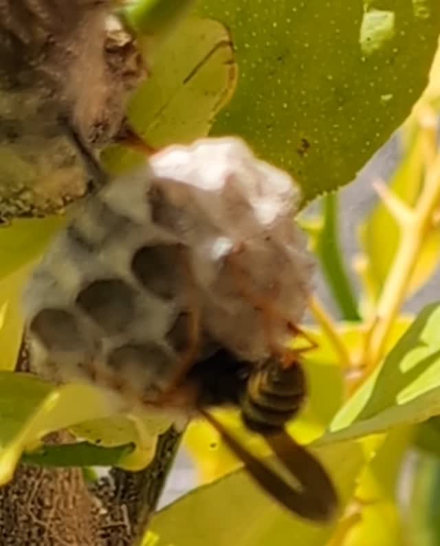 産卵した卵に風を送っている、アシナガバチの女王蜂 22℃&日当り