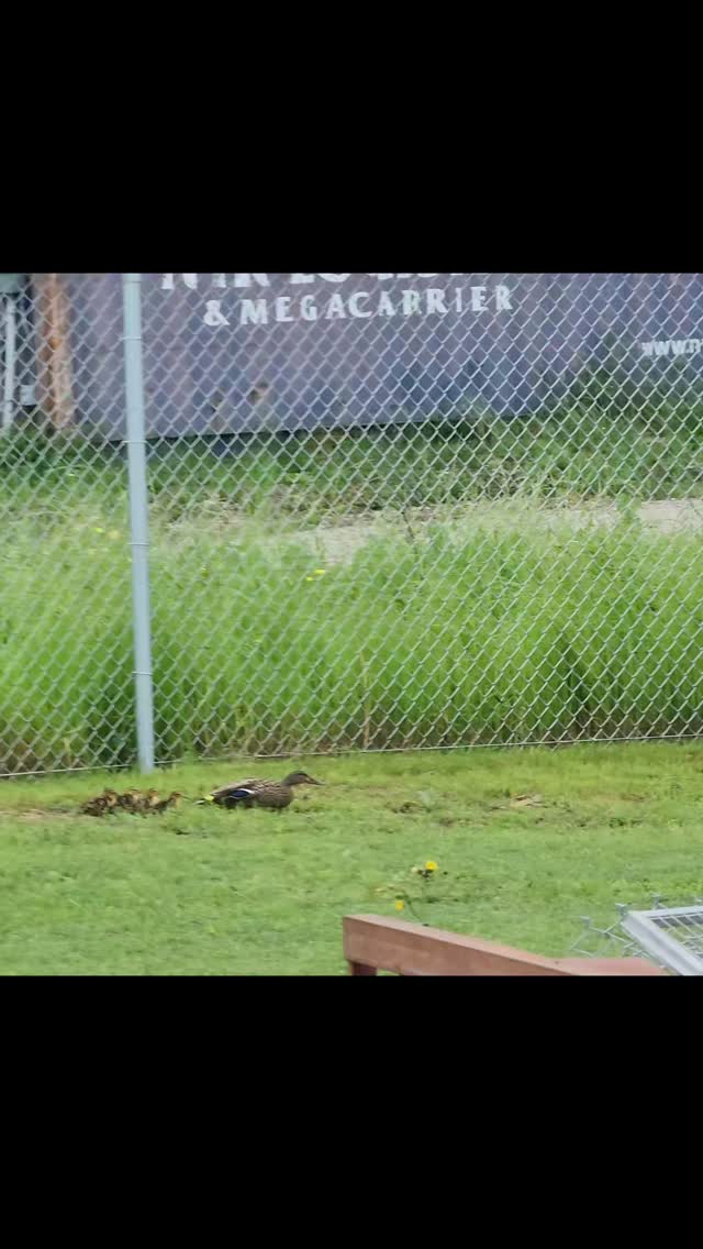 Love seeing new life at the farm!
#spring #babies #ducks #farmlife #newlife #pond #homegrownplants #homegrown