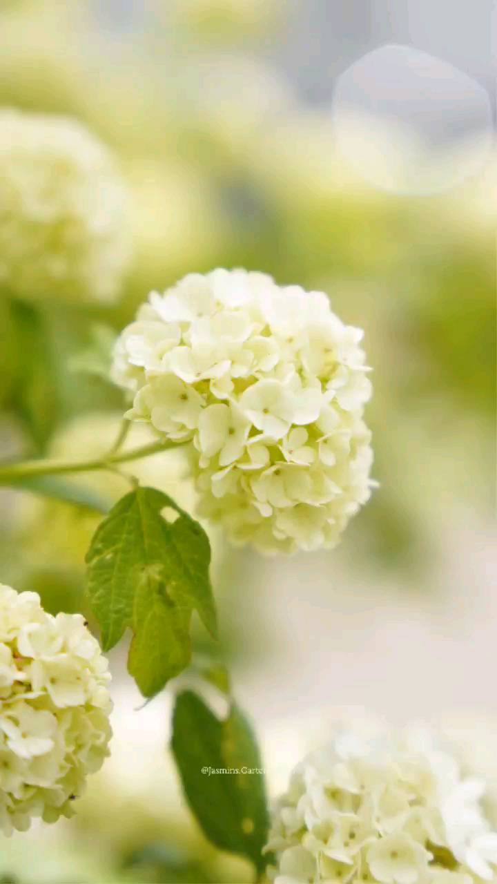 🌱 PFLANZENWISSEN 🌱
Name: Schneeball (lat. Viburnum)
Wuchs: Strauch
Wuchshöhe: Bis zu 5m
Hauptblütezeit: Mai bis Juni
Blüten: weißer Blütenstand in Form einer kugeligen Dolde
Blütenform: Kleine Blüten bilden vielblütige Stände
Standort: humusreicher, absonniger/ halbschattiger Standort, winterhart
.
.
.
.
.
.
.
.
.
.
.
#Landschaftsarchitektur #Landschaftsgestaltung #landscapedesign #landschaftsfotografie #Gartengestaltung #garteninspo #gartenjournal #gartenfotografie #Gartenplanung #gartenkonzepte #pflanzencommunity #pflanzkonzepte #pflanzeninspiration #pflanzenverwendung #pflanzenwissen #pflanzenfotografie #schneeballblüte #blütengehölz #gehölzeimgarten #gestaltungsideen #pflanzenkombinationen #grünanlagen #grünerwohnen #grünimgarten #gartenglück #eigenheimundgarten #hausbau2022 #hausbau #homeandgarden