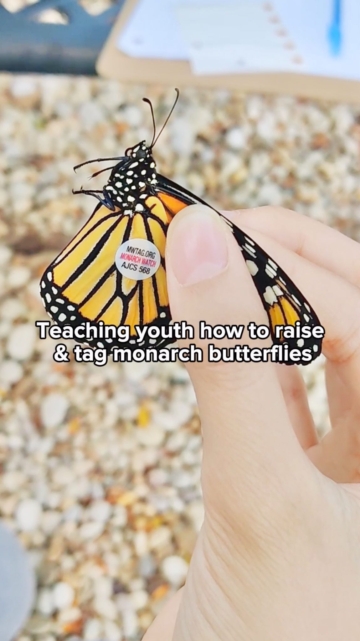 From holding my first butterfly almost 3 years ago to starting my own nonprofit at 15 years old, I’m still entranced by their magic 🦋🧡 But they may disappear from the face of this Earth if we don’t act now. Haved declined by 95% in the last 30 years, they are in critical need of habitat restoration and YOUR support. Follow @monarchs_matter to learn more about how you can help save these beautiful creatures from extinction!
@fromthebowseat
#monarchsmatter #monarchbutterflies #monarchbutterfly #environmentalist #youthactivism #butterflies #biodiversityconservation #naturelover #animalreel #savebutterflies #nativeinsects #longislandny #newyork #nonprofit #environmentalaction #butterfliesofinstagram #citizenscience