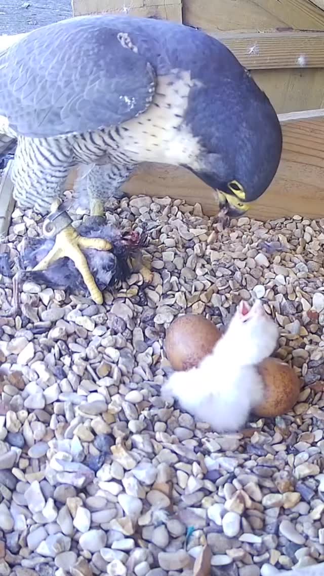 Our first chick being fed at Lister Mills, Bradford! Watch live on our website!
#Peregrinefalcon
#bradford