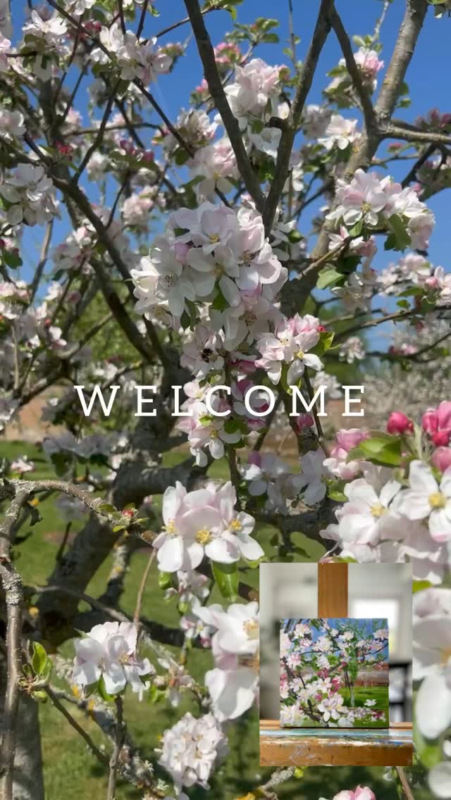 I am so excited to be collaborating once again with @welfordpark. This time rather than focusing on their amazing display of Snowdrops or the fact that each year they host @britishbakeoff….we will be painting blossom in their private and peaceful orchard.
Throughout the day I will guide you through the process of painting a small canvas with Acrylic paints using paint brushes and palette knives.
Refreshments and a hot lunch will be provided by @welfordpark
Everything you need to paint this blossom painting will be provided.
WHEN - 15/05/25 from 10.30 - 14.30
WHERE - ALINES ORCHARD (WELFORD PARK)
BOOK NOW AS SPACES ARE LIMITED - Link in bio
#cotswoldartist #wiltshireartist #acrylicpainting #artworkshop #creativity #Newbury #hungerfordberkshire #lambourn