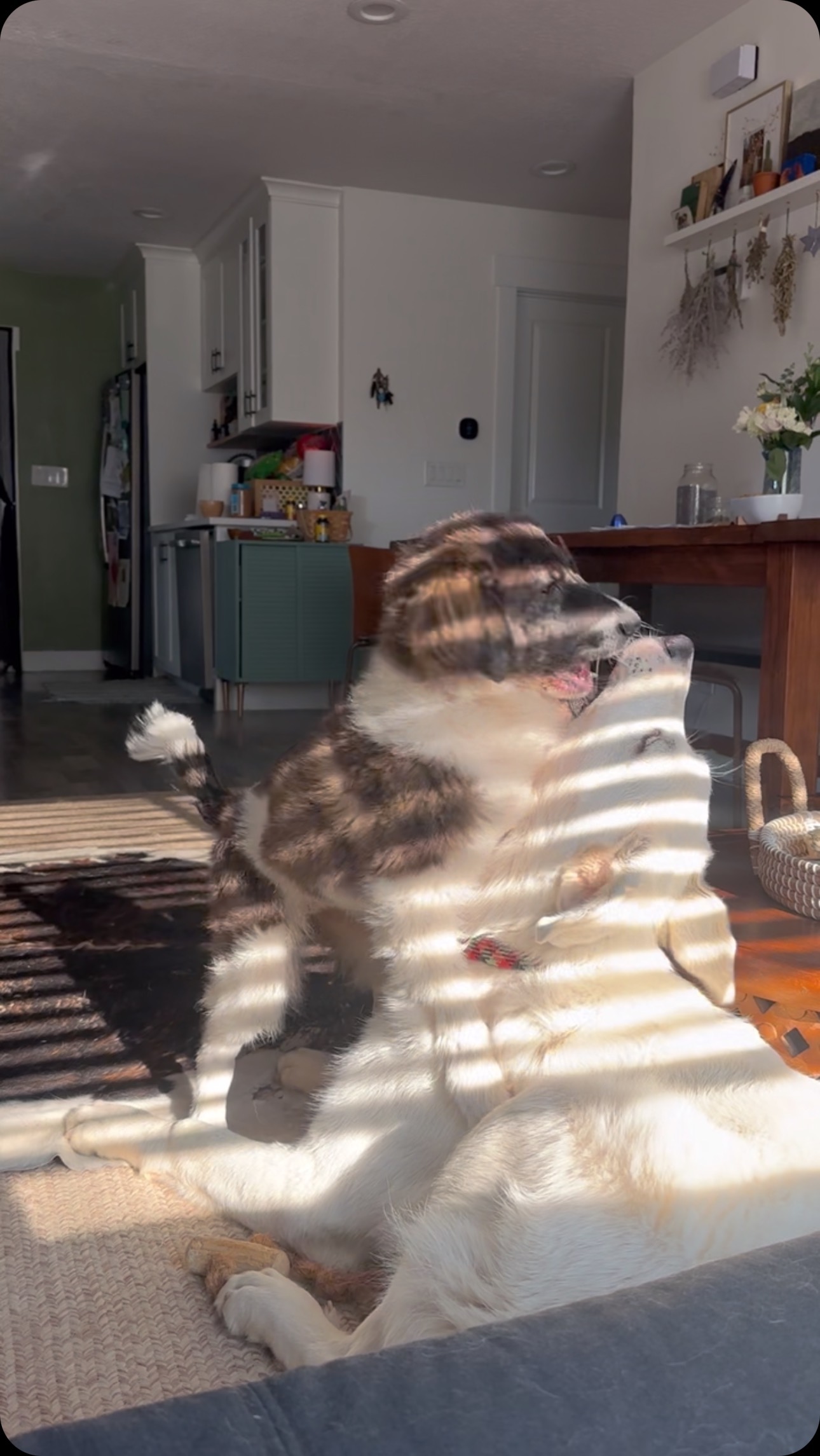 Sunday cartoons. Oquirrh has 2 months and 70lbs on Red Canyon, but who is really in charge…