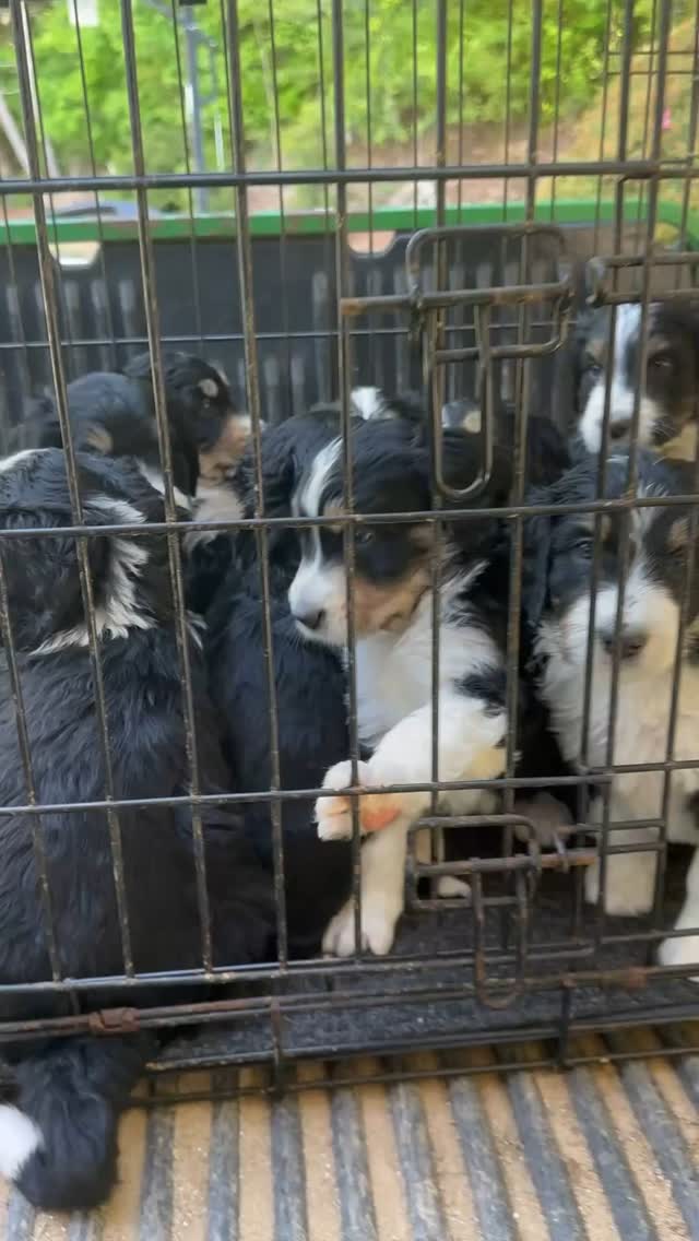 Our Standards Bernedoodles get the pleasure of spending several hours a day on the “Puppy Patio” once they turn 5 weeks. Nothing much cuter than this right here! @elevatedstandardsnc Ferguson, NC❤️#bernedoodlepuppy #bernedoodlepuppies #bernedoodlepuppy #bernedoodlesofinstagram #