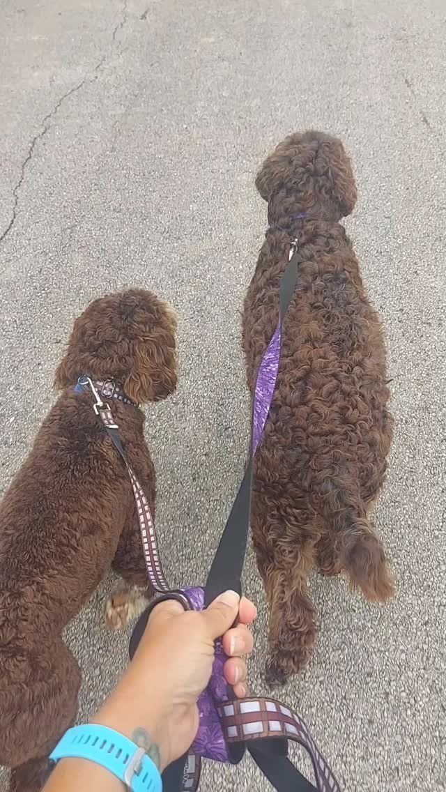 Brown Sugar x 2
#ilovemyjob #iloveyourdog #tellyourdogisaidhi #timetopet #brownsugar