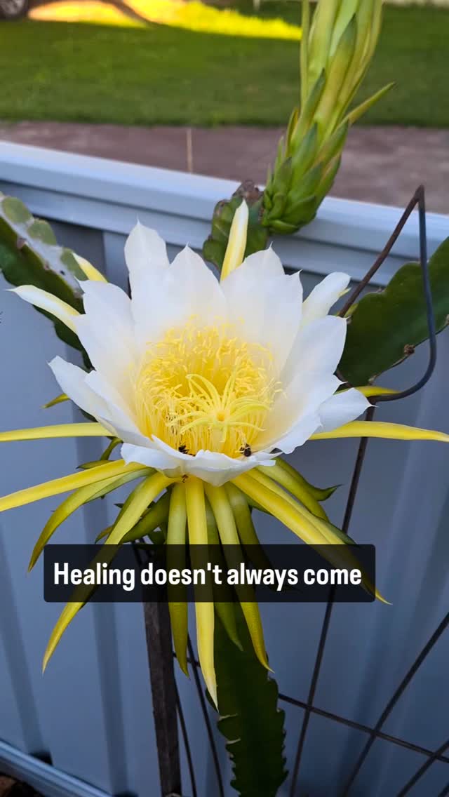Healing doesn’t always look dramatic. It often whispers.
It shows up as:
– More breath
– Less resistance
– A softer heart
These small shifts are sacred. They matter.
If you're noticing them, trust—
You're already healing. 💜
✨ Book a session if you're feeling called.
(Link in bio)
#HealingIsAProcess