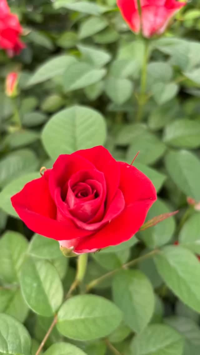 Massab Acres of course! Come on in and take some time to smell the #roses We are open 8-5 everyday! We are a #SmallBusiness that is #familyowned Check us out! I promise we won’t disappoint 🥰 #smokinhot #popejohnpaulii #pinkpeace #perfumefactory #chihuly #burstofjoy #dorisday #easydoesit #ebbtide #chching #doubledelight #marilynmonroe #legends #gingersnap #scentimental #vavoom #juliachild #livineasy #lovesong #purpletiger