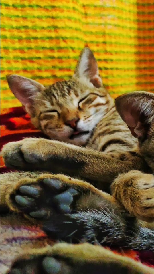 I got 99 problems and Travel solves them all 🌎❤ #travelreels #reels
Inspired by @anunaysood ❤