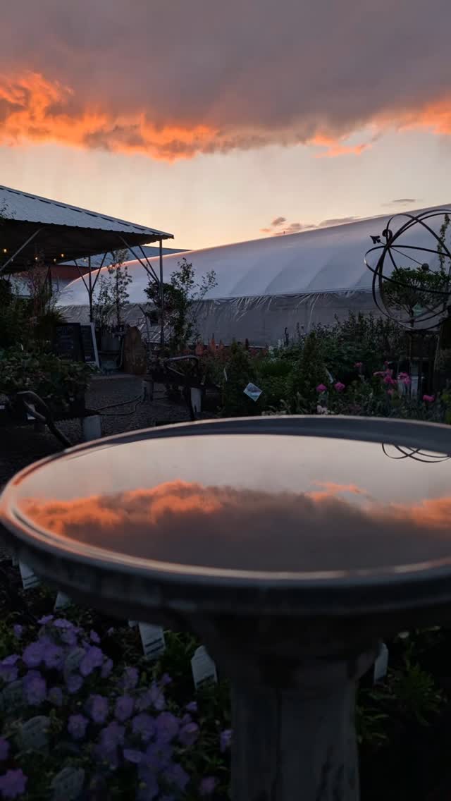 Tonight’s sunset over the greenhouse feels like nature showing off—reminding us how beauty blooms in unexpected places.
Imagine this glow in your backyard, surrounded by vibrant flowers, fresh herbs, or that one perfect tree you've been dreaming of.
We’ve grown over 100,000 plants on site this season—locally owned, locally grown, and ready to bring your yard to life.
What does your dream yard look like at golden hour? Tell us in the comments below—we’d love to help make it happen.