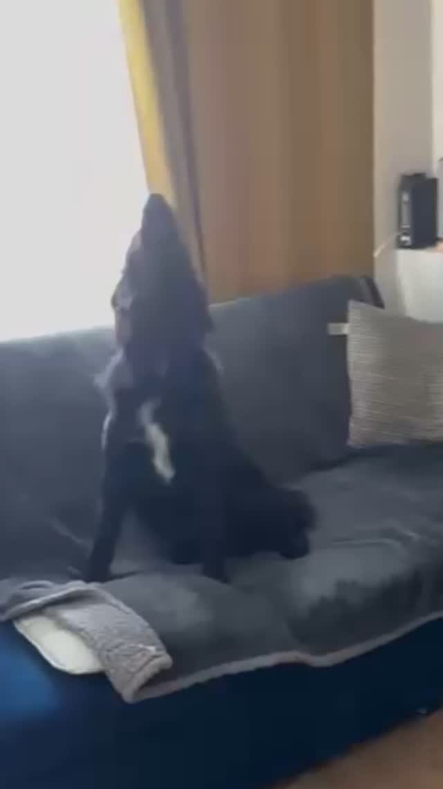 She can Sing!
What do you think, let her sing, or train her to stop?
Early on, we realised Esme wanted to sing, it's mainly caused by sirens going past. As Cute, and tuneful, as this is... It's not always appropriate.
What did I, the so called 'Dog trainer' do?
When she sang I 'marked' and rewarded it "Sing, Yes" and gave her treat. Funnily enough that stopped her, because she was eating and is a polite girl and doesn't speak with her mouth full.
Next time I heard a siren I got the cue "Sing" in before she started, then when she started I said "Good singing, Yes", she'd stop to get her reward.
Built in this up slowly, waiting for the opportunity to train.
THEN one day, a siren in the distance, I cued "Quiet", which we'd worked on separately. She looked at me, got her reward, then I cued "Sing" (to her delight).
Eventually I was able to encourage a sing, when appropriate, and a quiet, when singing is inappropriate.
Dogs Happy, We're Happy, The neighbours are happy.
Positive reinforcement for the win!