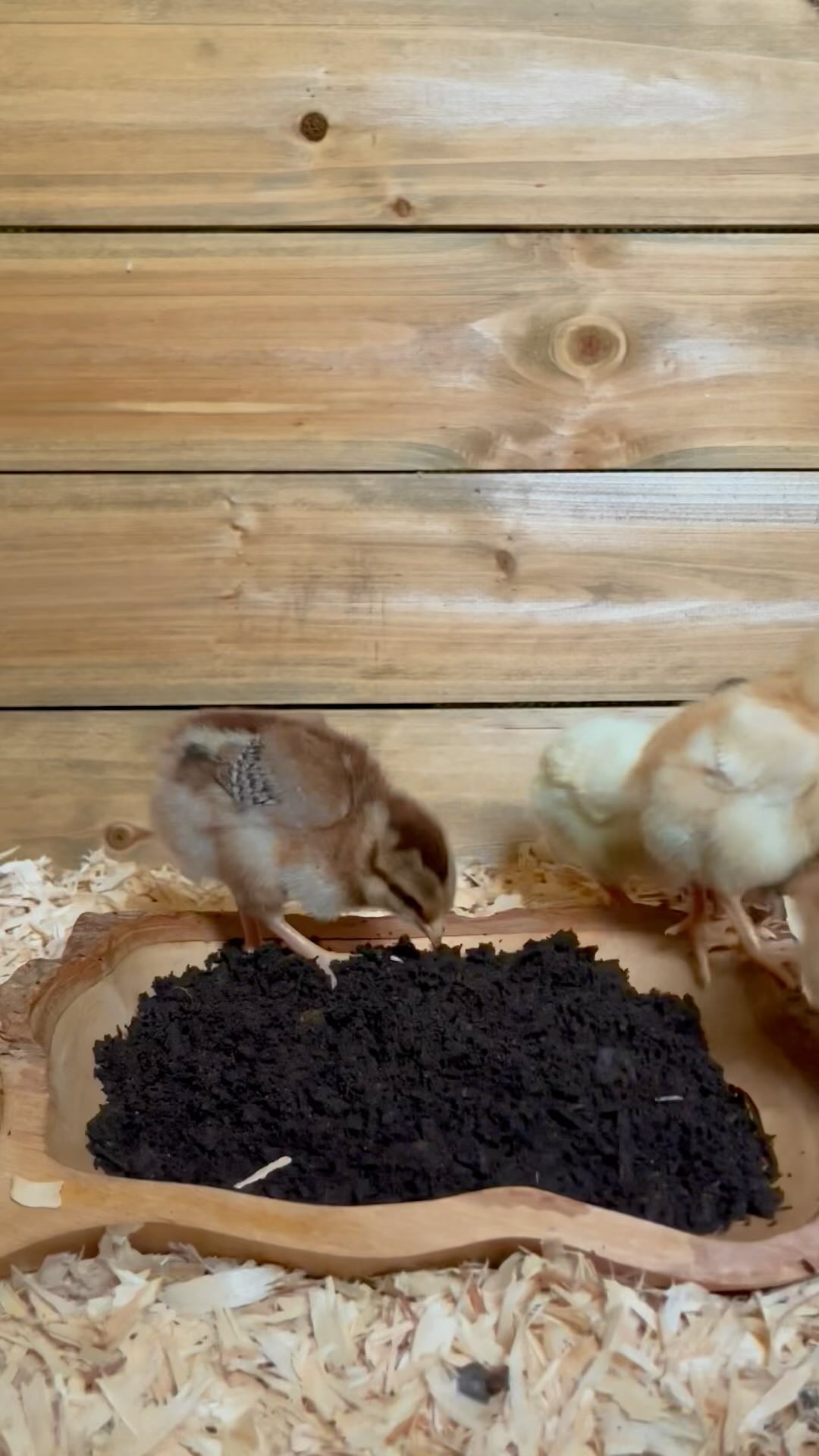 It’s never too early to start them on compost! 🐥♻️
#trainees #babychicks #welcometothefarm