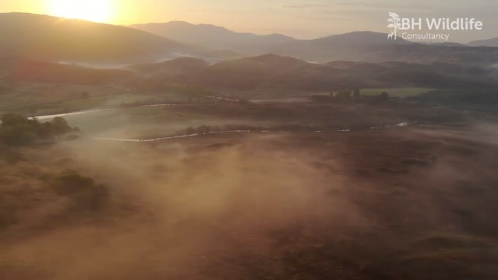 2024 Recap!
A busy year for wildlife monitoring!
What a year 2024 was for the growth of BH Wildlife Consultancy and the beginning of @_dronewild.
BH Wildlife Consultancy has now surveyed nearly 1,000 properties covering over 1.2 million hectares in six different countries.
Since the beginning of thermal imaging drone surveys, the technology (both hardware and software) has improved rapidly, and we have been fortunate to be at the forefront of these developments.
2025 will see big leaps forward in machine learning and tailoring bespoke software to aid wildlife conservation and management – particularly the work that DroneWild is doing with @forestryandlandscot.
We look forward to keeping our followers updated throughout 2025.
#BHWildlifeConsultancy #BHWC #drone #dji #dronephotography #dronestagram #drones #droneoftheday #dronelife #djiglobal #aerialphotography #nature #djimavic #dronepilot #dronevideo #droneshots #dronefly #landscape #aerial #matrice #2024 #2025