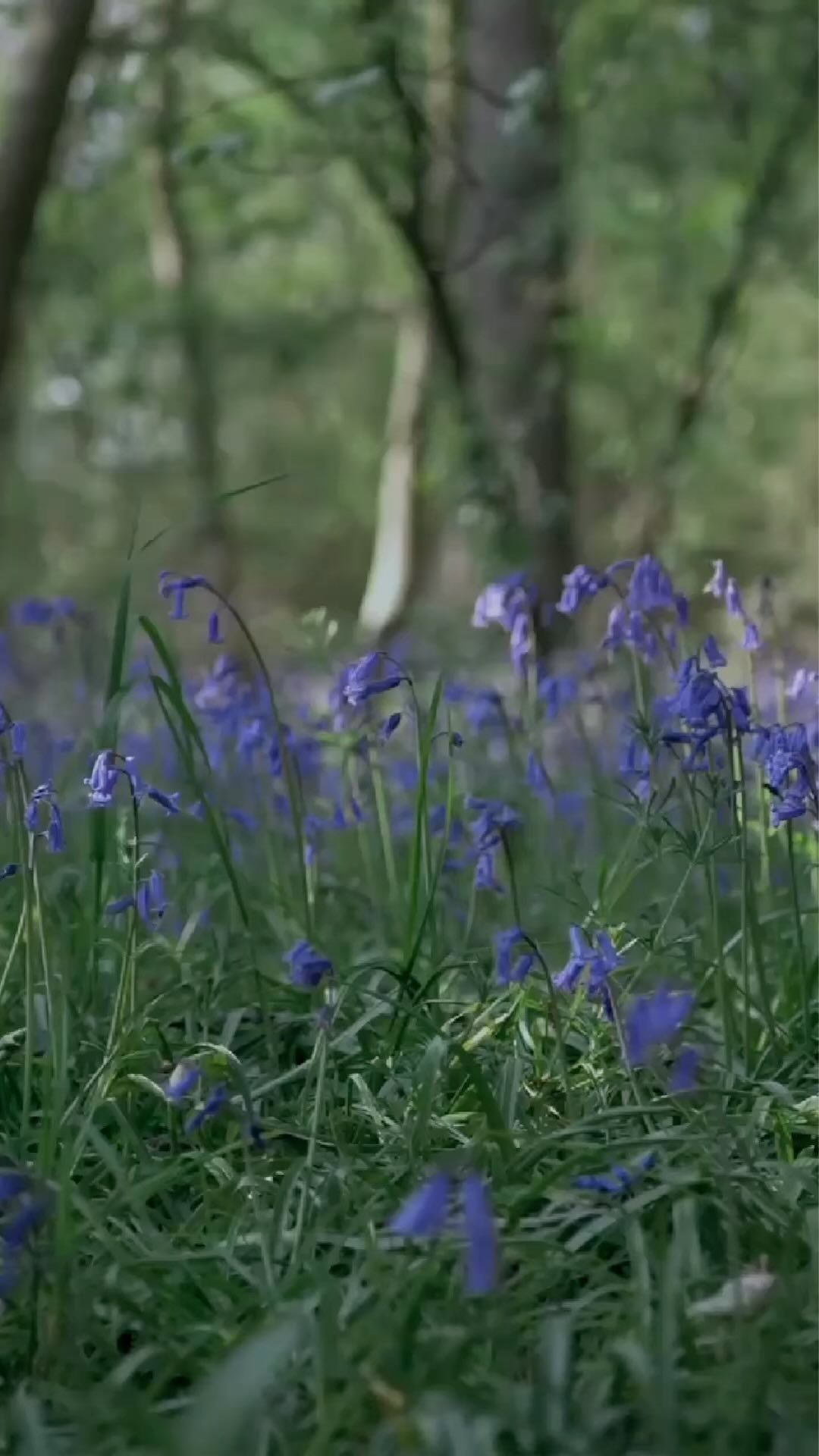 It’s bluebell season! 💙