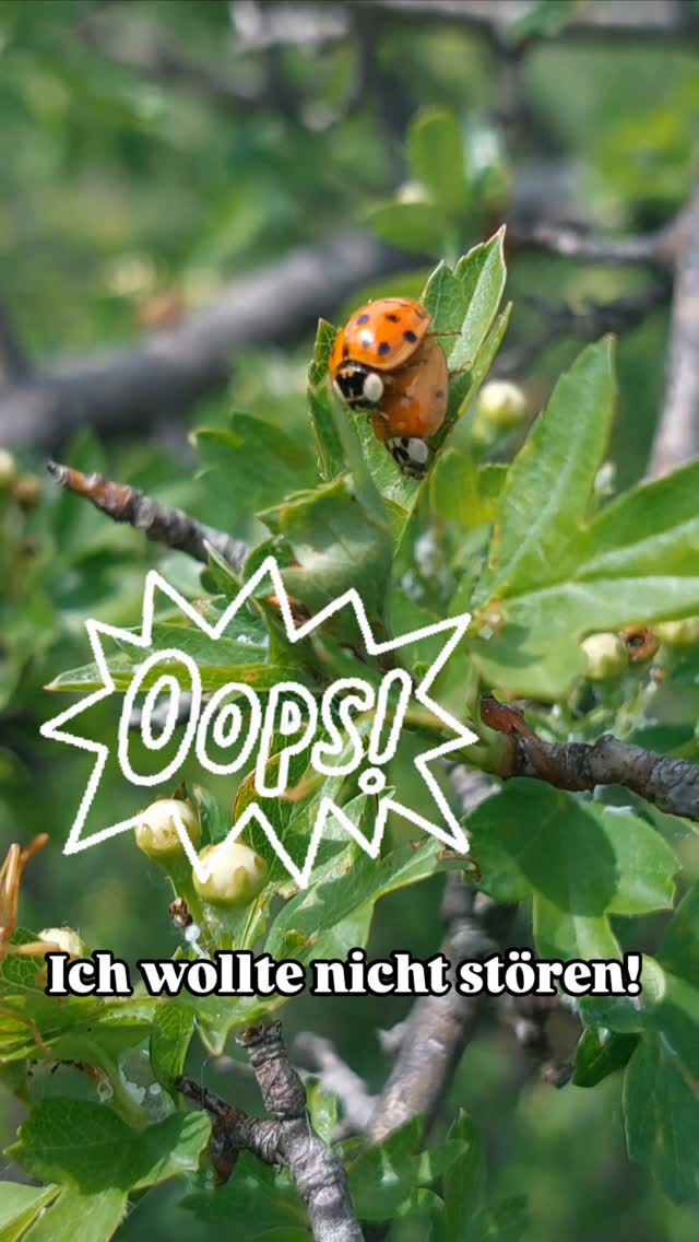Also so geht das bei Marienkäferln...
Mit dem hab ich nicht gerechnet... 🤣
Ich hab nur zwei Marienkäferl gesehen...
#verenas_pflanzentanz #pflanzentanzen #naturentdeckungen #naturentdecken #marienkäfer🐞 #marienkäfer #wildeswien #perchtoldsdorferheide #wienergärten #garteninwien #naturfreuden #naturlust #ladybug