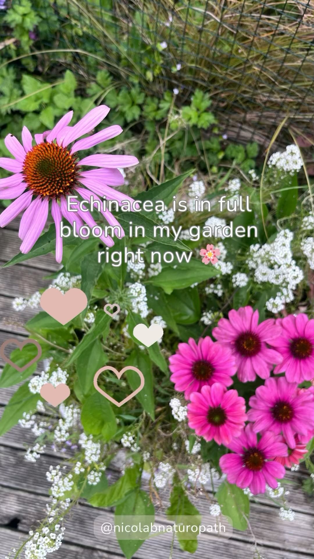 It’s echinacea season here and the bees are loving it! 🐝
#echinacea #echinaceapurpurea #immunitybooster