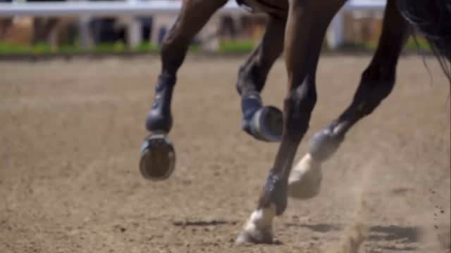 It’s not luck. It’s preparation, perseverance, and a whole lot of heart. Every stride tells a story — of trust, effort, and the fire that drives us forward. This is the heart of our team.
Proudly sponsored by Greenhawk Calgary, powered by Trisana Nutrition, and protected by BFL Insurance.
Hashtags:
#SugarTideShowTeam #EquestrianAthletes #GritAndGrace #HorseShowLife #TeamWork #RideWithHeart #SpruceMeadows #PoweredByTrisana #GreenhawkCalgary #BFLInsurance #ResilienceInTheRing