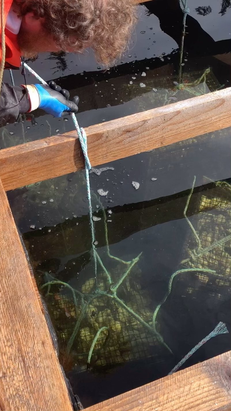 Into the abyss 🕳️
.
.
.
#oysterfarming #alaskanoysters #mariculture #oysters