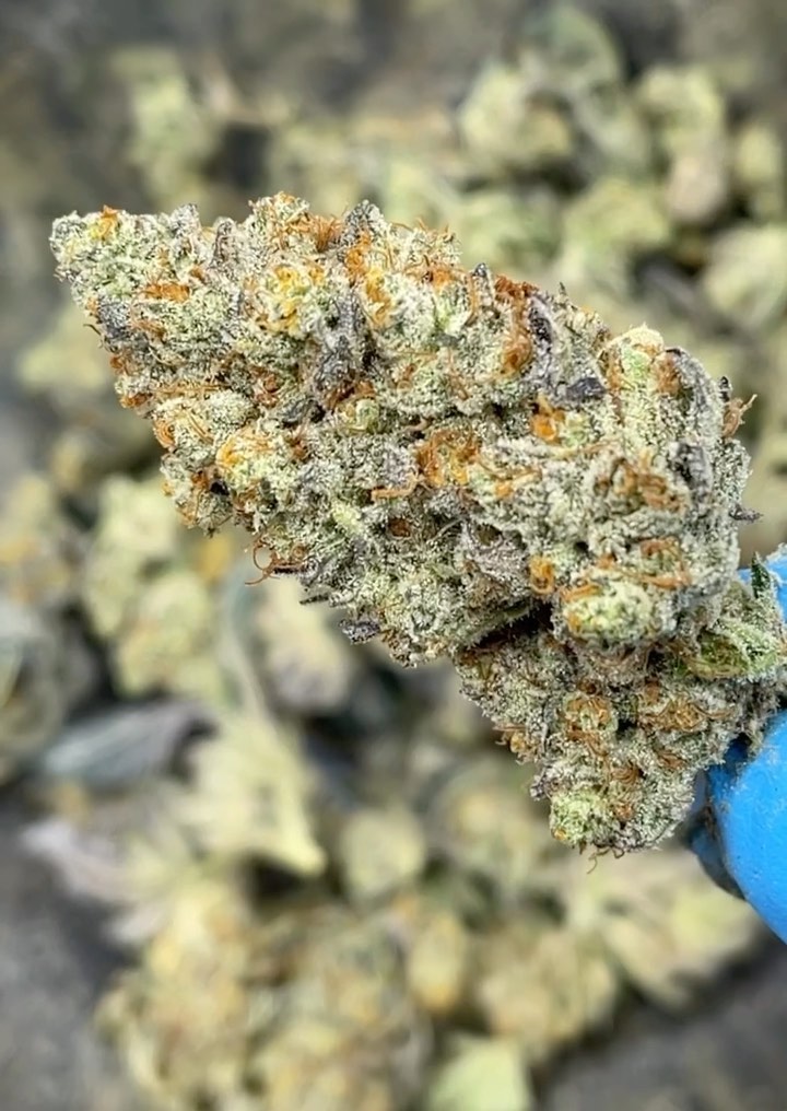 Caramel Apple Gelato