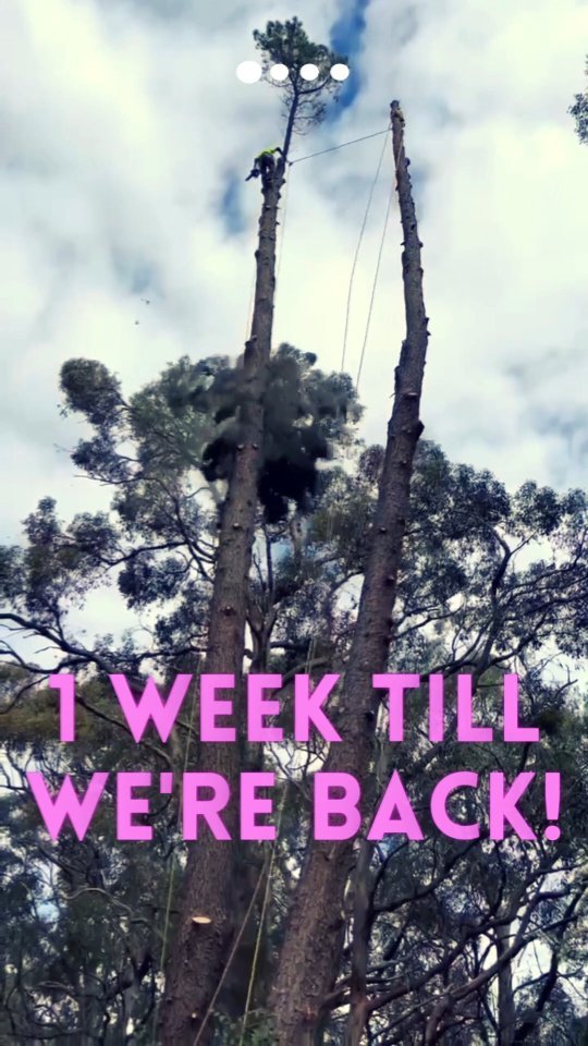 Nearrrrly there! She Trees is back soon after 7 months travelling and working around Australia.
These two pines (a weed species) were removed in Adelaide Hills this week 🍃🍂
We've worked with 10 different tree companies while travelling and are excited to bring back what we've learned to the Gold Coast.
The tree industry is extremely friendly and welcoming while travelling.
Any climber who's thought about travelling with the trade should definitely try it at least once - you will learn a lot!
#treework #arborist #femalearborist