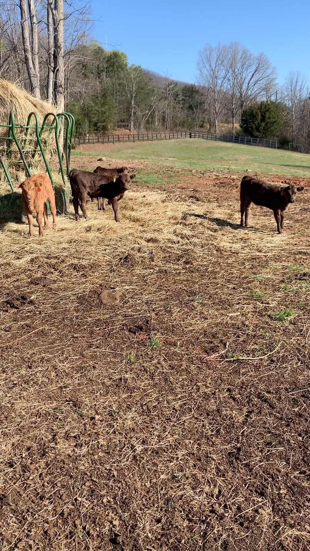 Shades of gold displayed naturally
#clintscattle #akaushi #beef #311 #redcattle #wagyu
