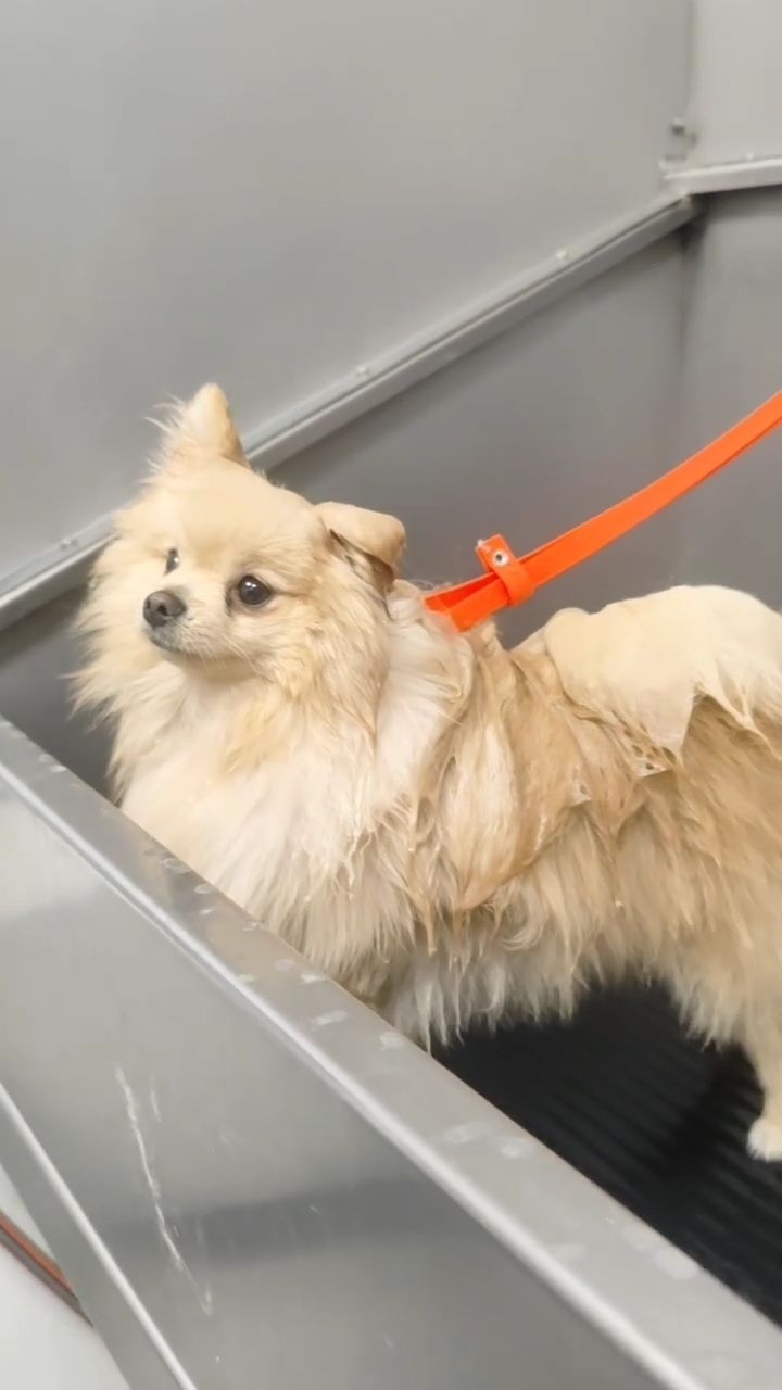 ❤️ Milo ❤️
#doggroomer #hundefriseur #doglove #hundeliebe #cutedog #tinydog #fluffydog #cuteness #fluffy #pom #pomerainian #minispitz