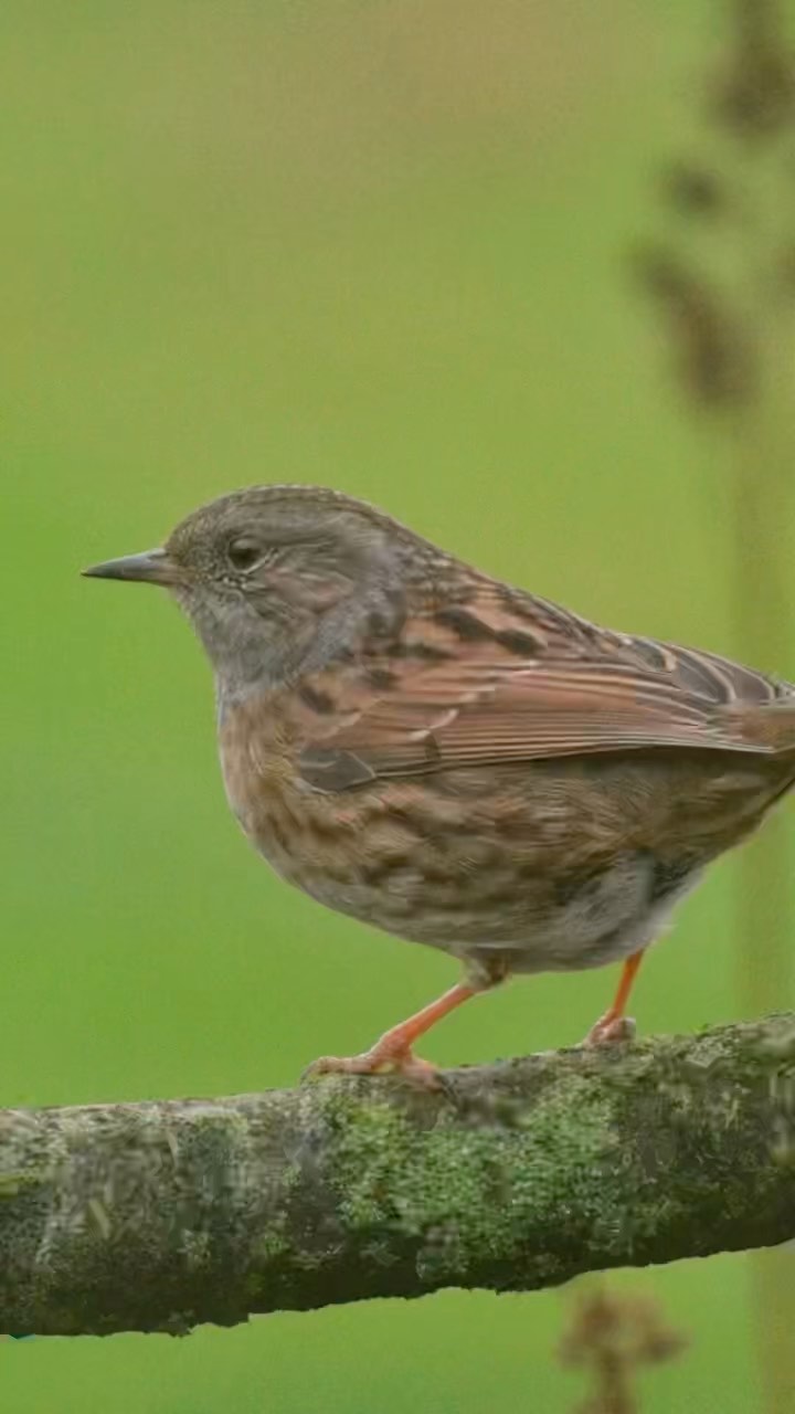 #garthside #garthsidefarmholidays #glamping #camping #hadrianswall #hadrianstrail #wildlife #birds #gardenbirds #wildlifephotography #cumbria #carlisle #brampton #staycation #birdphotography #holiday #rewilding