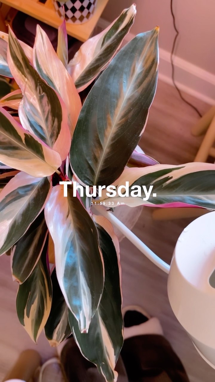 A mini day in the life ✨
Decided to show some little clips of my day as a college student! It was a pretty chill day and relaxing day despite all the finals and final projects.
My printed portfolios also finally came in today! I’m so happy with how they turned out! 🤩🤩
•
•
•
•
#digitalcreator #kansasgraphicdesigner #digitaldesigner #brandingstudio #kansasbrandingdesign #graphicdesignergroup #digitalcreative #kansascreative #graphicdesignreels #graphicdesignersofinstagram #freelancingfemales #smallbusinessbranding #smallbusinessbrand #creativeentrepreneur #womenindesign #dayinthelife #collegegraphicdesigner #collegedayinthelife