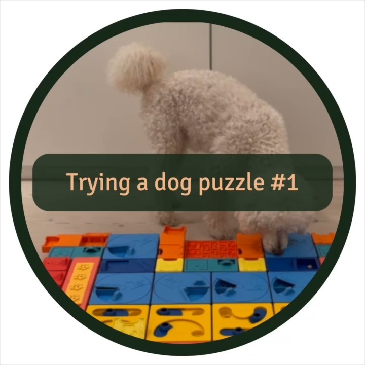 🧩🐶 Let’s try some dog puzzles - first out @pawzler
👍 We appreciate the modular design that allows us to create new combinations and challenges every time. Cleanup is easy as it is dishwasher-safe.
👎 Don’t handle the pieces too roughly – I accidentally broke one while trying to push it onto the base.
🏆 We would also like to see trickier pieces, but overall, Pawzler earns a solid 8.5/10 in our book.
This review isn't sponsored; it's just genuine puzzle love.
Some general puzzle advice👇
🧠 Remember that mental stimulation is as vital as physical exercise for your dog's well-being. An easy way to incorporate more daily mental stimulation is to serve your dog's food in a puzzle instead of a bowl. It will make mealtime more fun and stimulating for your furry friend!
⚖️ Balance is Key: Help a bit, but not too much. Keep it challenging for a mental workout but without frustration.
🚨 Plastic puzzles might be durable, but keep an eye out for curious nibblers. Puzzle, not chew toy!
🔇 We typically engage in puzzles on a carpet to guarantee stability and eliminate any potential unsettling sounds from the puzzle on hard floors.
🧩🌍 For a more eco-friendly twist, consider sharing the puzzle with friends by swapping puzzles or opting for a second-hand puzzle to give it new life!
#dogpuzzle #mentalstimulationfordogs