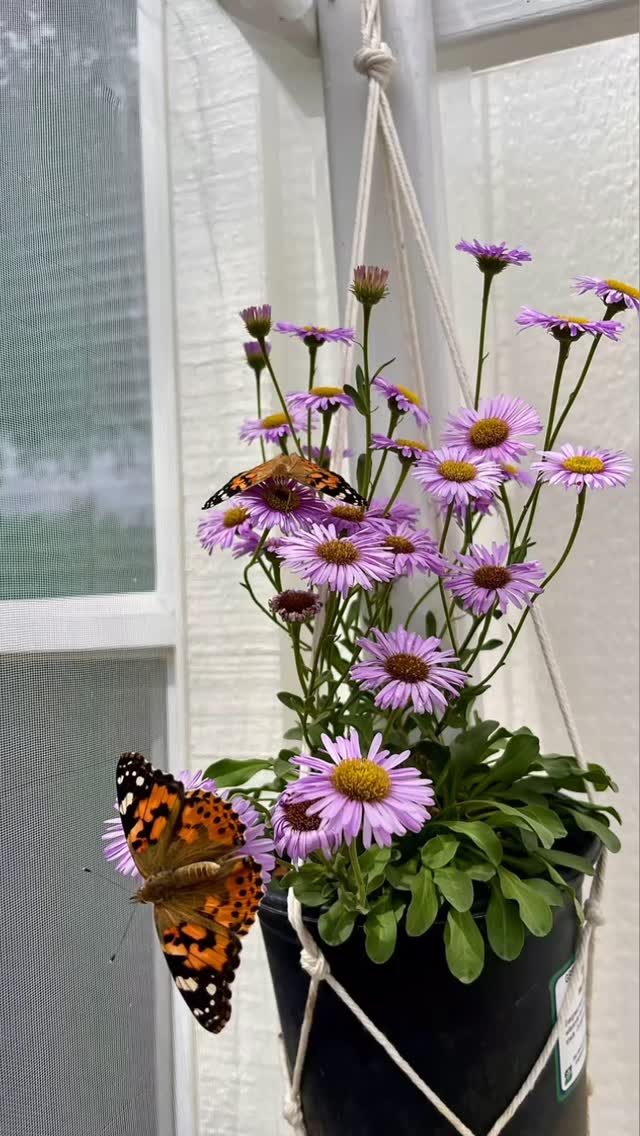 TOMORROW is the day!
We’ve been growing something truly magical behind the scenes, and we’re just one step away from sharing it with the world.
From tiny caterpillars to beautiful butterflies, this journey is all about transformation, wonder, and connection to nature—and now it’s your turn to be part of it.
Stay tuned… Blackborg Butterfly Sanctuary officially launches tomorrow!
#Blackborg #ButterflySanctuary #CountdownToLaunch #NatureLovers #ButterflyMagic #TransformationInProgress