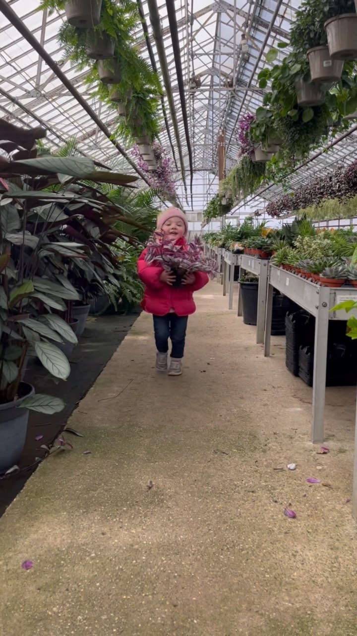 There might be snow outside but inside the greenhouse, it’s a plant paradise!
#houseplants #greenhouse #foliage #kurtweissgreenhouses #humannatureplants #growhappiness #plantsofinstagram #plantlover #plantsmakepeoplehappy #planstagram #indoorplants #futuregrower #futuregardener
