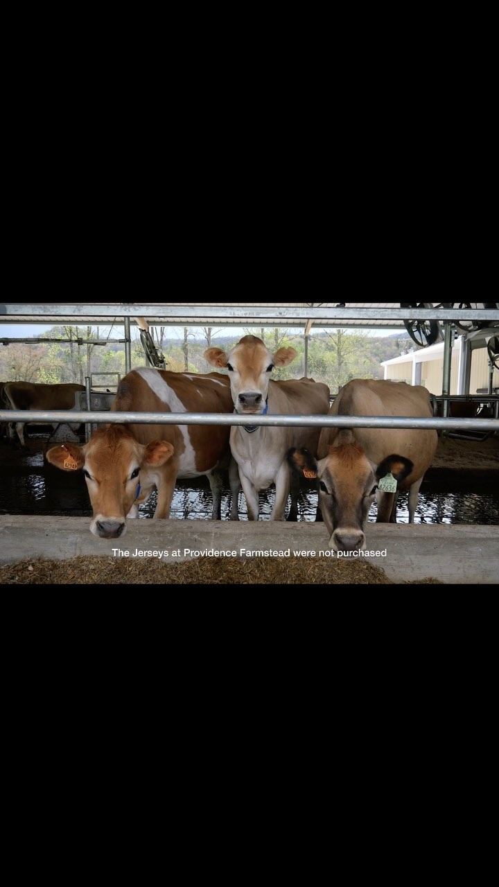 Our Jersey Herd
•
•
•
#dairyfarmers #jerseydairy #A2milk #cheese #milk #icecream #comingsoon #localfarm #farmingfamily #fifthgenfarmers #jerseycows