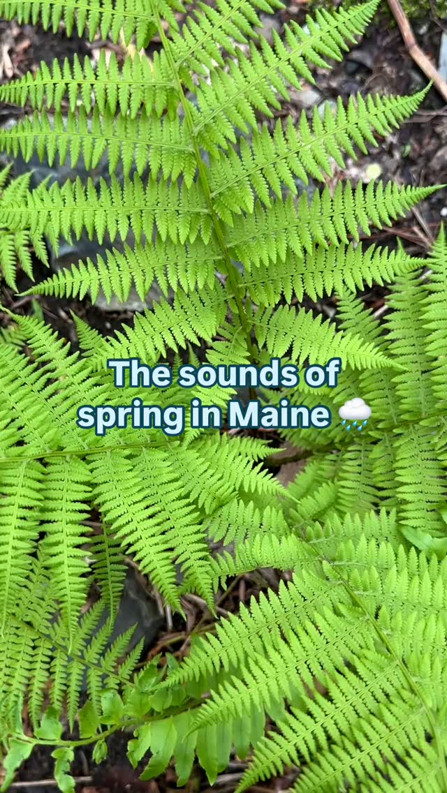 April showers bring May… showers?? 🌧️
It’s been a rainy week, but we are loving all of the green that is starting to show up, and thankfully sunnier days are ahead! ☀️
#arundelmaine #mainelandtrust #mainehikes