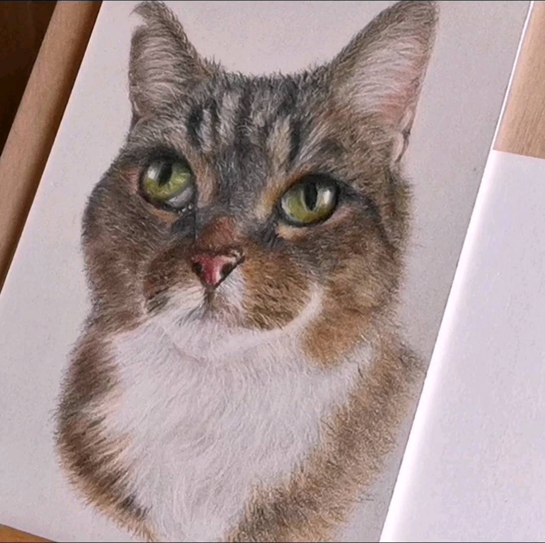 Hope you like this beautiful cat. She was a commission. Truly a treasure to her family. Permission given by owner. #art #catlovers #cats #colourpencils #petsofinstagram