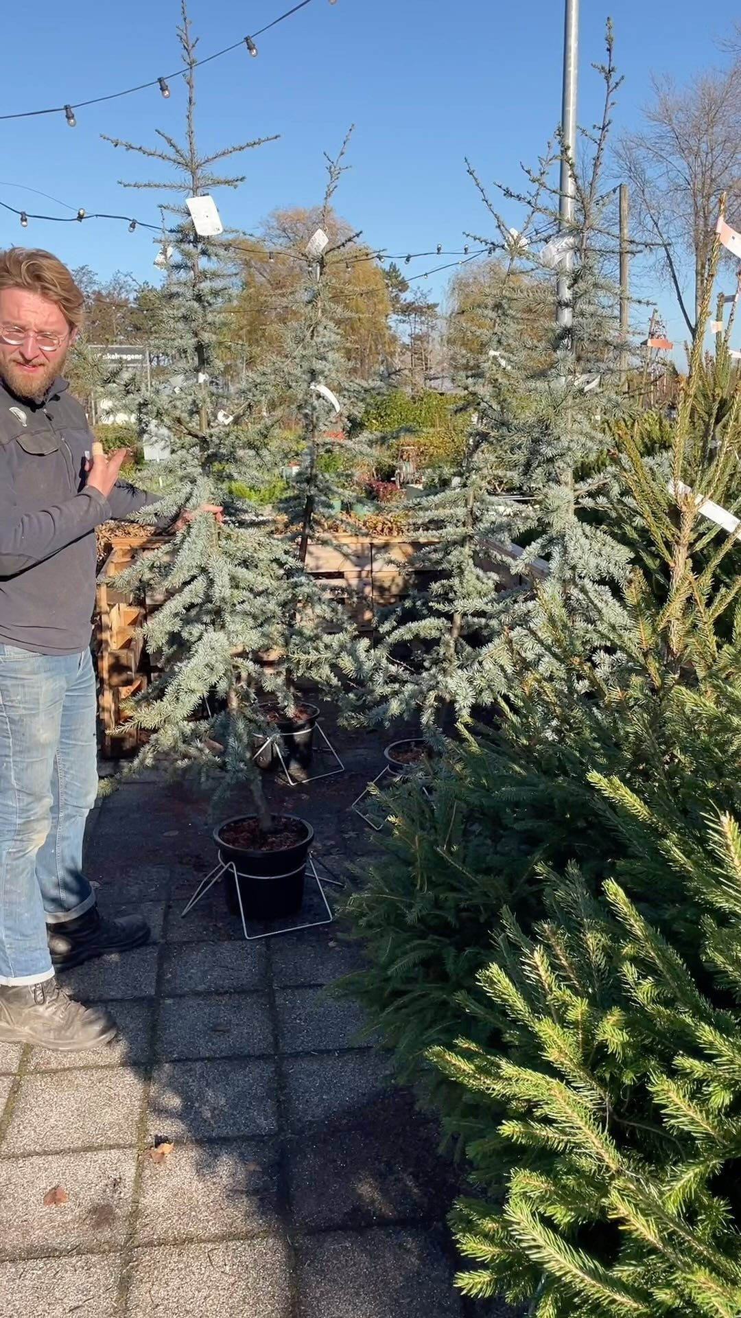 Prachtige Libanese blauwspar - Cedrus libani! Bel 0183 622 941 om de laatste exemplaren te reserveren want ze gaan hard (en zijn super mooi). Tip: plant na de kerst in de tuin om er prachtige takken uit te snoeien volgend jaar!
#groen #tuinadvies #kerstbomen #tuinieren #duurzamekerst #duurzamekerstboom #snoeien #krans #winterdecoratie #kerstmis #boom #libaneseceder #cedruslibani #treesofinstagram #tree #boomlirfhebber #kerstboomalternatief #mooiekerstboom #kerstinspiratie
