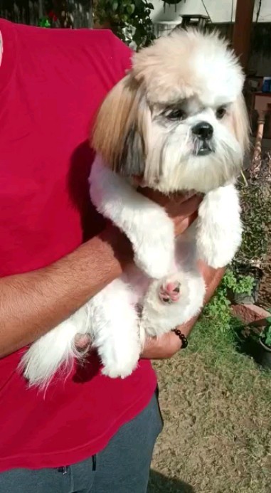 Customer satisfactions are most important for us. #customize hair style for summers.