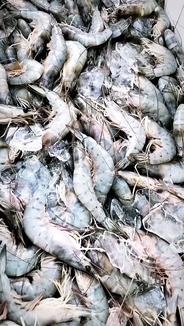 Gambas, langostino patiblanco del pacifico🇨🇴🦐 #shrimp #gamba #gambas #fresh #pescaresponsable #pescasostenible #quality #fresh #fresco #prawns #pacificocean