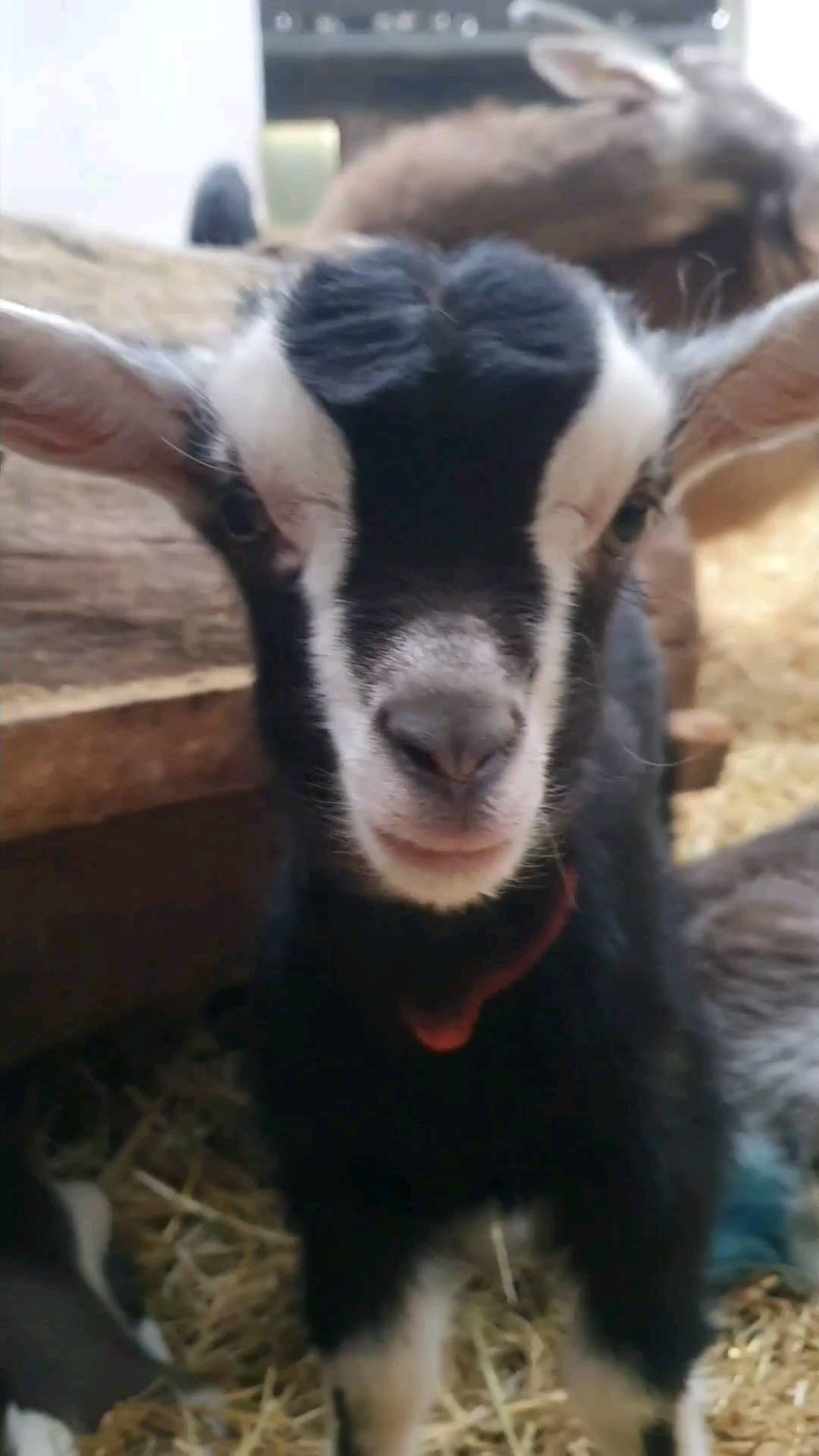 Unsere Lammzeit 2022 ist fast durch. Wir warten jetzt noch auf einige Nachzügler. Ein bisschen Zeit zum erholen und dabei die Lämmer beobachten 🥰😁❤
#funtime #funny #goats
#babygoat #bioland
#Landwirtschaft #farm #sustainable #cute #sweet #Liebe #relax #thüringerwaldziege #2022 #reeloftheday #wissenwoesherkommt #direktvermarktung #hofleben #Landwirtin #ökologisch #nachhaltigkeit #muttergebundenekitzaufzucht #wendland #wendlandziege #luechowdannenberg #niedersachsen