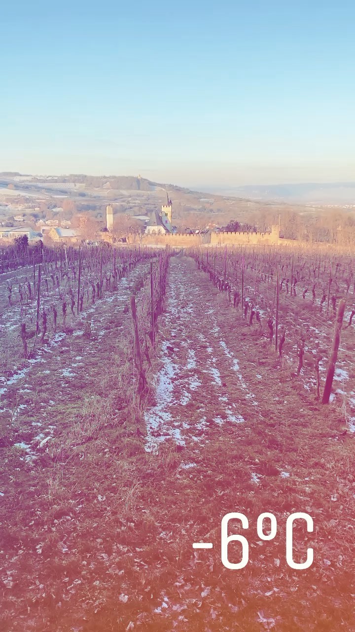 Guten Morgen -Wishing you all a cracking day! 🥂
#Ingelheim #Rheinhessen #Germany #zumwohl