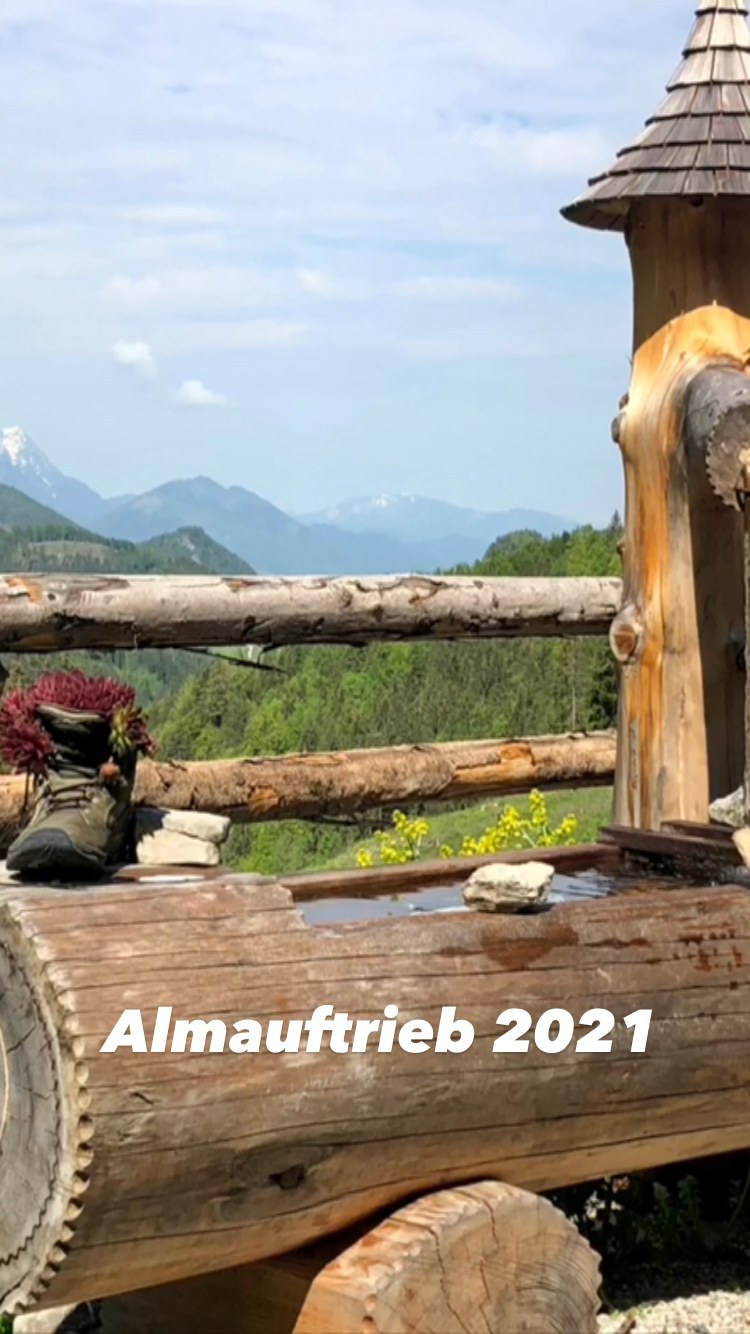 Heute gings für das Vieh weiter rauf zur Menauer Alm. Wir wünschen Vieh und Sennerleut‘ „An schen Oimsumma“
#hintergrabenbauer #urlaubambauernhof #bioaustriaoberösterreich #pyhrnpriel