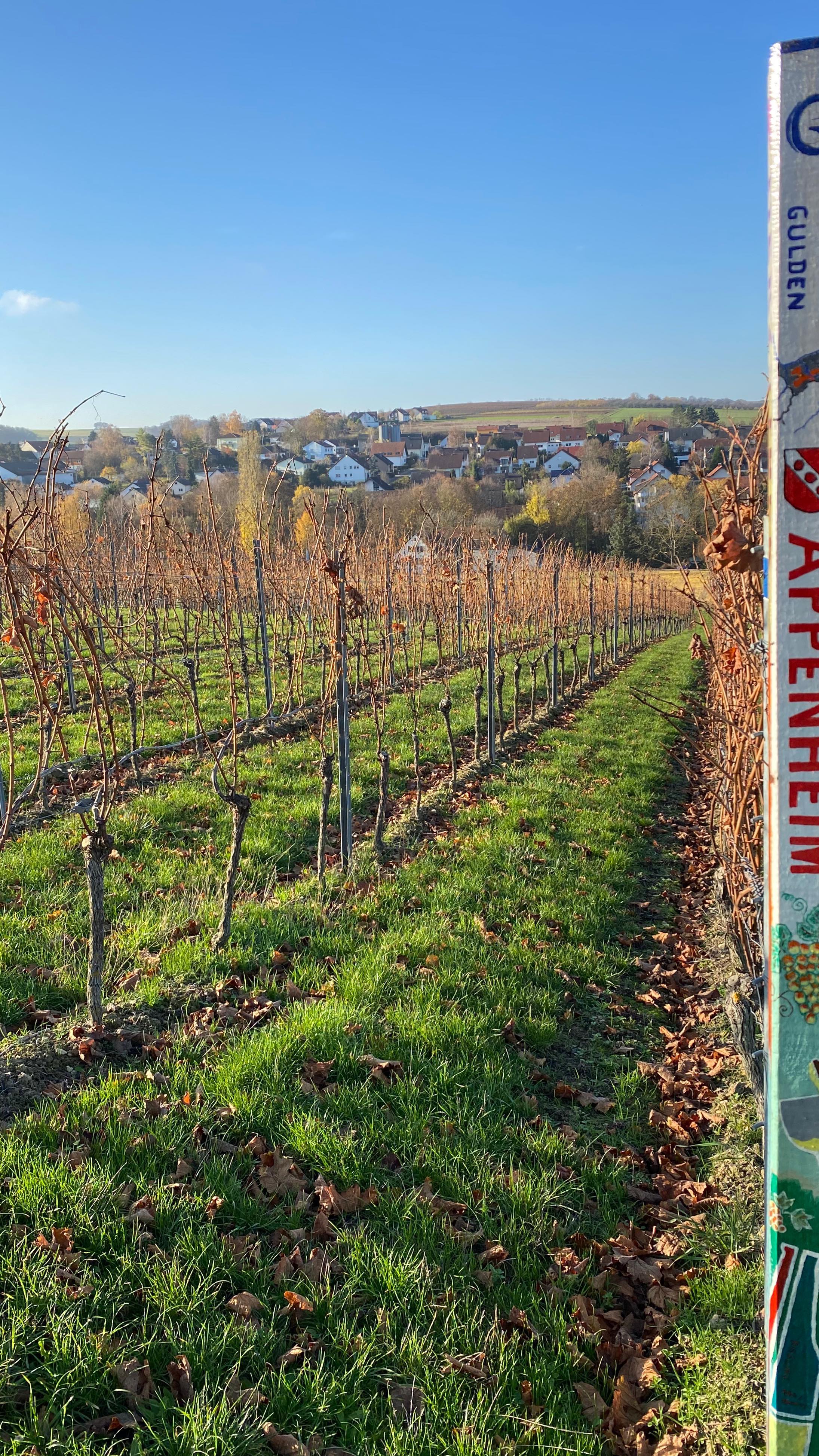 Guten Morgen 🙌 sending something sunny vibes from the Weinbergs of Appenheim. Have a great day Leute ✌️