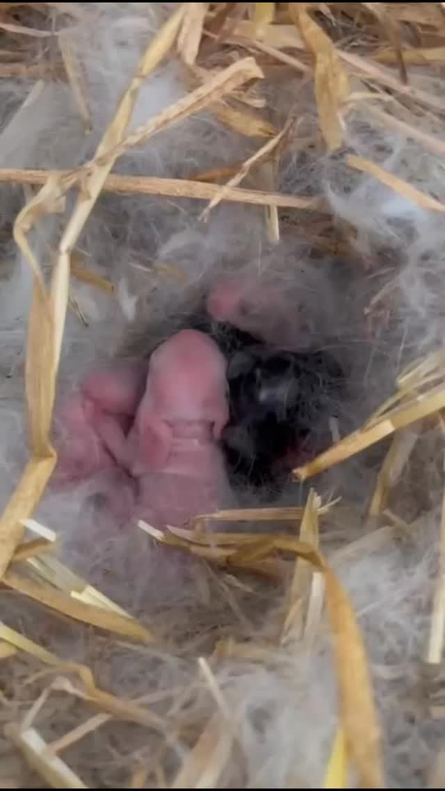 Tiny hops, fluffy ears, and cuteness overload! 🐰🩷
welcome to the world, little bunnies! 💕
#NewArrivals #BunnyLove #newbornrabbits #babyrabbit #babyrabbits #babyrabbitlife #cuteanimals #fyp #warringtonfarm #cheshirefarm #farmlife #alpacafarm #warringtonalpacas
#woodlandsalpacafarm