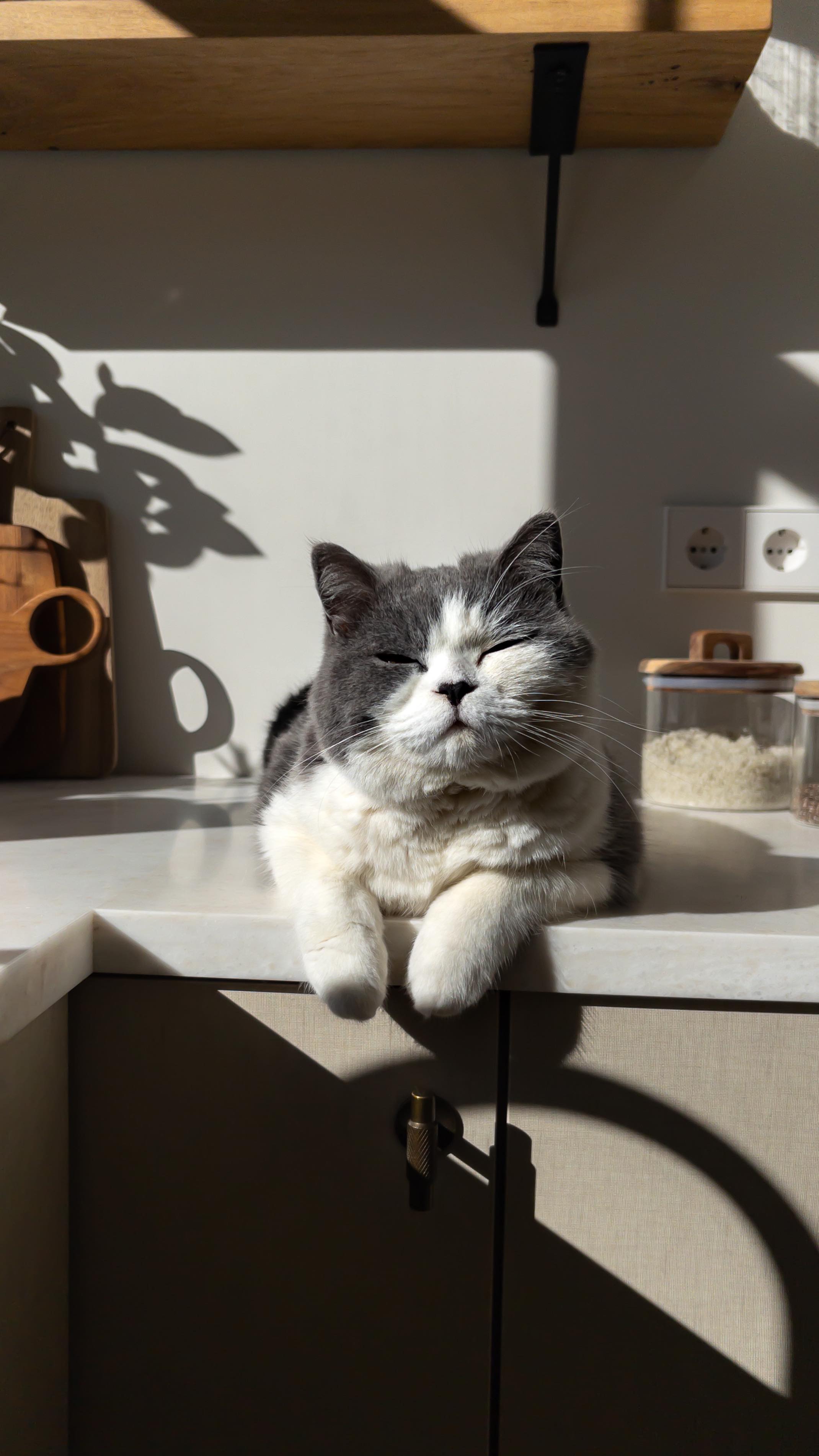 Wanneer het aanrecht net is schoongemaakt 👌🏻
#catsofinstagram #meowdel #kitchendesign #kattenliefde #britishshorthair #petphotography #petlife