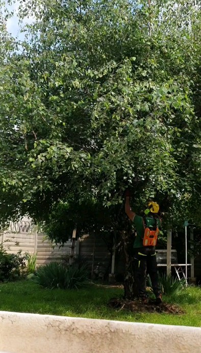Abbattimento alberi per nuova realizzazione.
.
.
.
.
.
.
.
#treesurgeon #treclimbing #giardinaggio #giardino #natura #garden #piante #green #fiori #verde #nature #gardening #potatura #italy #giardiniere #italia #love #flowers #giardinaggiochepassione #plants #polliceverde #potature #foglie #sempreverde #giardini#green #landscape #treeservice #alberi