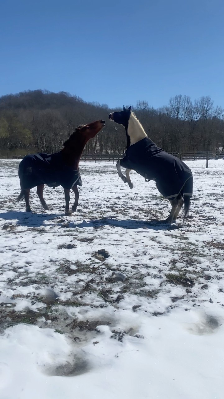 These boys love each other so much. Now you know where the term “horseplay“ comes from. 🤪 #blazerfarm #jazzandzorba