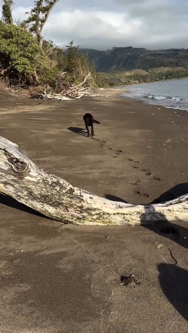 Some days, we’ve got every minute planned—activities mapped, snacks packed, and the whole day dialed in. And then… life shows up with its own lesson plan.
After four years of daily outdoor adventures, we’ve learned to move like the wind—graceful, unpredictable, and occasionally knocking over someone’s carefully stacked plan. Because when your schedule is as stiff as an old mango tree, it’s bound to crack under pressure. Flexibility? That’s our superpower.
What will today bring? Only the students know. They’re the ones truly present—finding joy in the unexpected, happiness in the little things, and calm in the chaos.
So here’s to a great Thursday. May your plans bend like banana leaves, not break like brittle branches.
Because in this program, we don’t just teach kids about the world—we teach them how to ride it. Adaptability, presence, humor, and the fine art of not sweating the small stuff? That’s where the real learning happens.
#kilo #lettinggo #flowlikethewind #ponooutdoorprogram #lifelessons