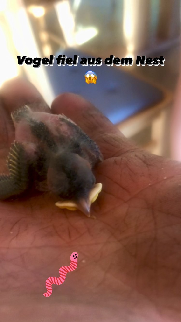 Heute ist ein Vogerl aus dem Nest gefallen. Wir haben es wieder zurück gelegt und hoffen den Mini bald mal als Vogelhausgast zu sehen. Alles Gute Vogerl!