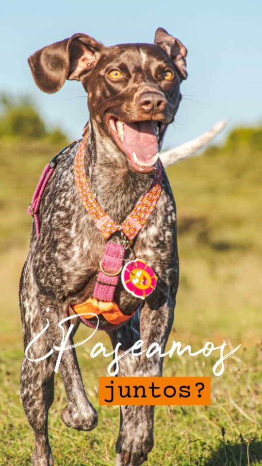 ¿ Paseamos juntos ? 🐾💗🐾🙋♂️🙋♀️
Tus paseos son lo mejor del día! Te acompañamos siempre 🤩 para que vayas cómodo, seguro y ultra mega topisimo 😎🐶
Descubre todo en nuestra web 👉 Link en nuestra bio 💗🐾
#arnesparaperros #arnesperro #perroschilenos #pewoschile #perrihijos #perrosfelices #perrosdeinstagram #dogloverchile #paseosperrunos #accesoriosparaperros #petfriendly #mamaperruna #dogslife #paramascotas
#paseoscaninos #paseosdeperros #paseosfelices #dogslife #correaslargasperrosfelices #correaslargasperros